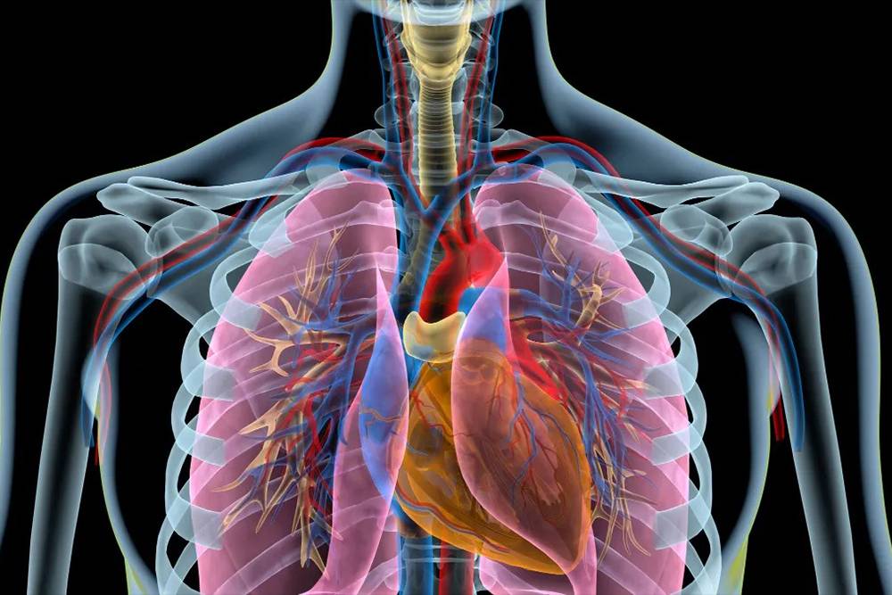 Chest & Pulmonary Chest & Pulmonary