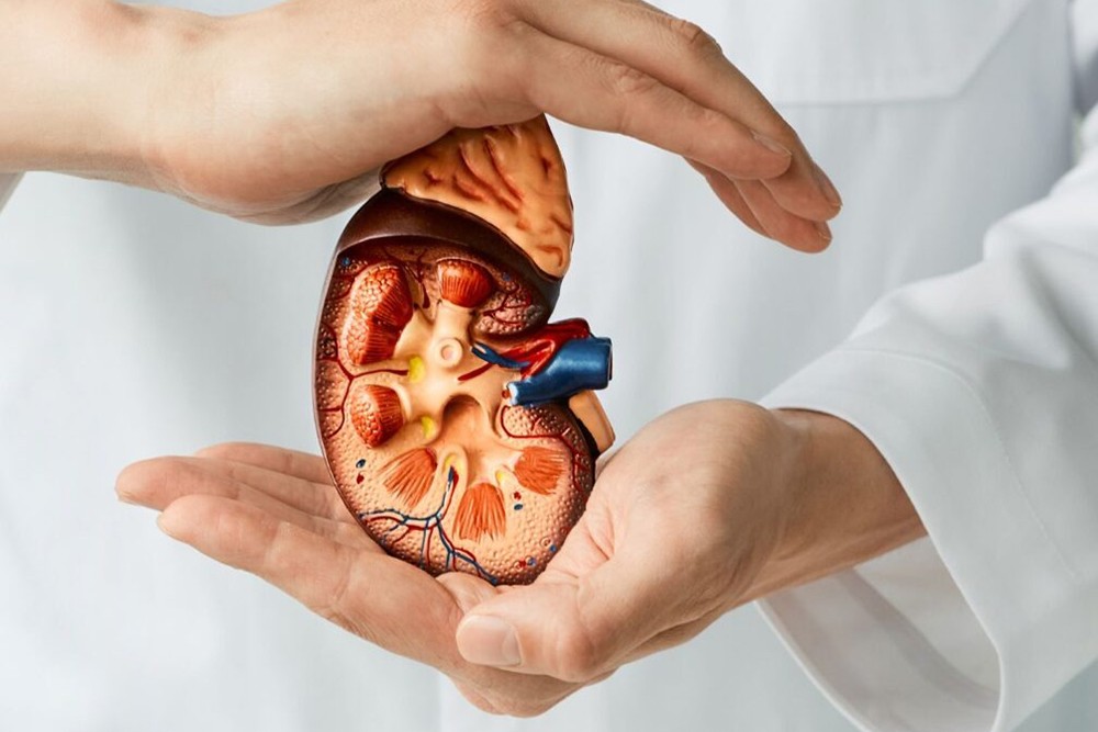 Nephrology Nephrology